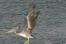 pelican 15.jpg